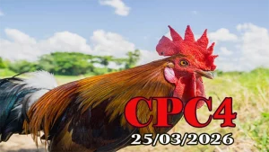 Xem Full Clip Đá Gà Thomo CPC4 Ngày 25032026