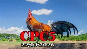 Xem clip đá gà trực tiếp CPC5 ngày 22/03/2026