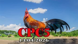 Full clip đá gà trực tiếp CPC5 ngày 13042026