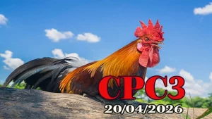 Tổng hợp clip đá gà Thomo CPC3 hôm nay 20042026