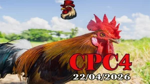 Xem Phát Lại Đá Gà Thomo CPC4 Ngày 22042026