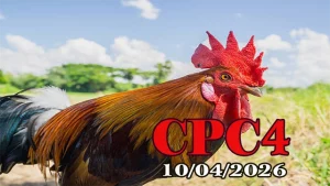 Xem full clip đá gà Thomo CPC4 hôm nay 10042026