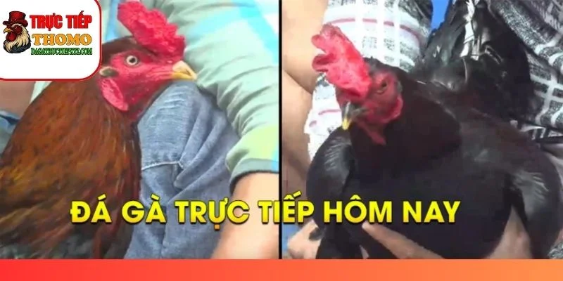 da ga truc tiep hom nay new