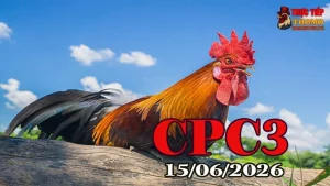 Tổng Hợp Video Đá Gà Thomo CPC3 Ngày 15062026