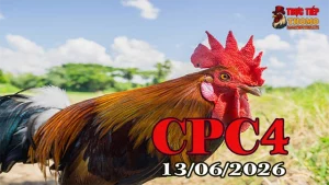 Trọn Bộ Video Đá Gà Thomo CPC4 Ngày 13062026
