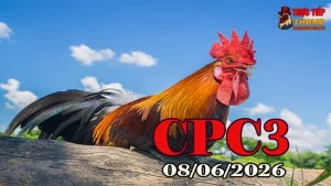 Xem video đá gà Thomo CPC3 ngày 08062026