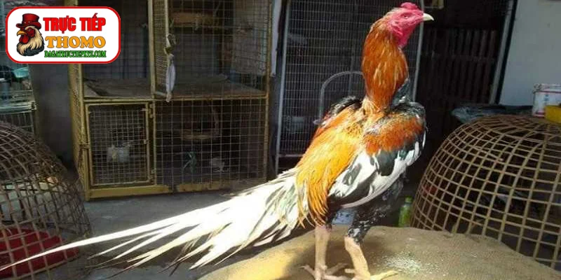 Bảng so sánh phác đồ điều trị chuẩn nhất