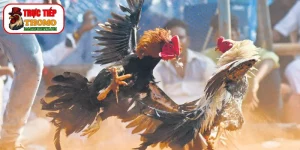 Bí quyết đúc gà đá chân sâu