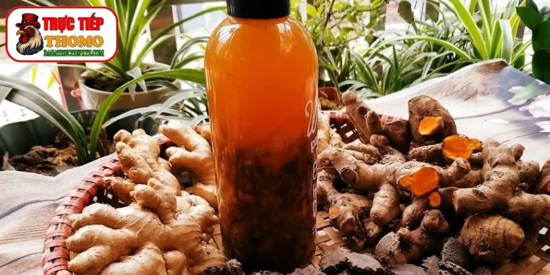 Bình rượu nghệ hạ thổ lâu năm cho gà đá