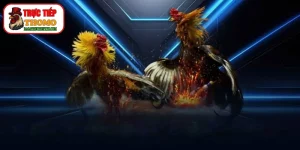 Cách chọn chiến kê qua tướng mạo