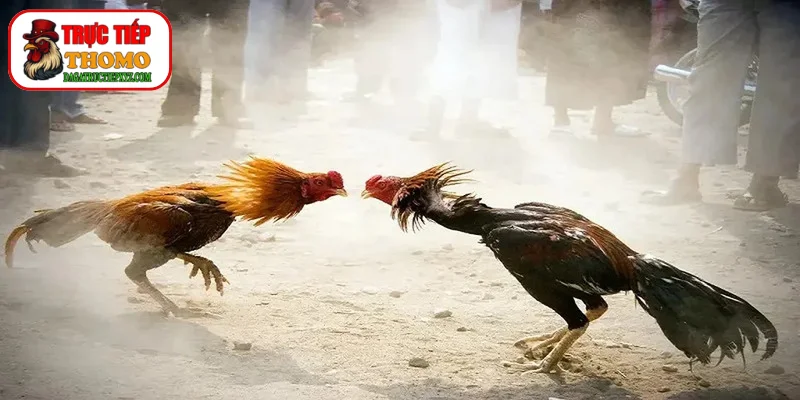 Cách chọn chiến kê qua tướng mạo dựa vào phần đầu