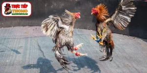 Cách dưỡng mỏ chiến kê