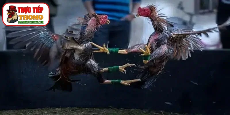 Cách dưỡng mỏ chiến kê phục hồi thần tốc