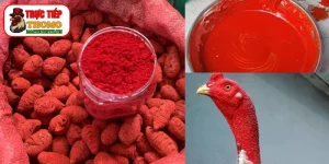 Cách vào nghệ cho gà chọi