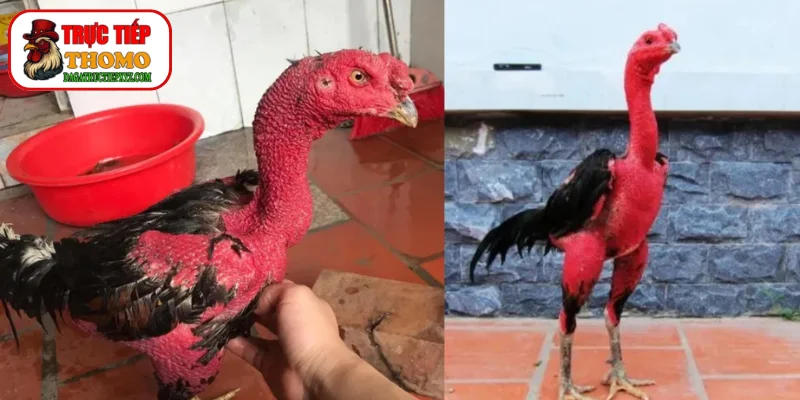 Cách vào nghệ cho gà chọi đạt chuẩn