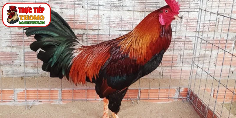 Cách xả nghệ và phục hồi sau đá chuẩn xác