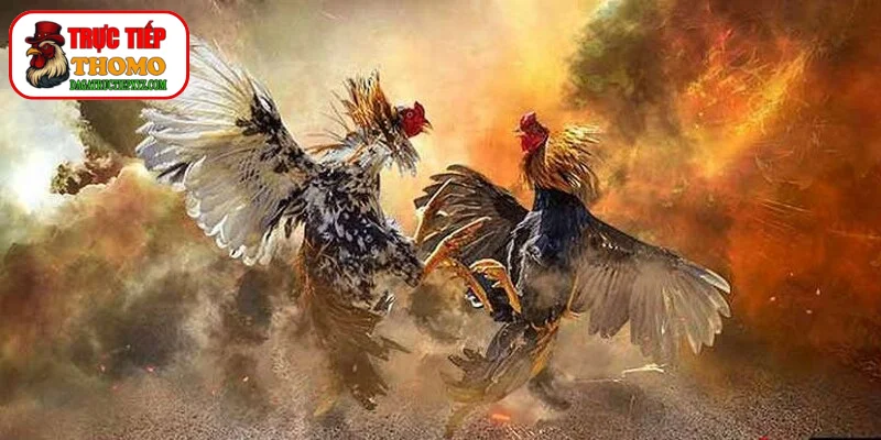 Cánh khỏe tung cao đè bẹp đối thủ trong chớp mắt