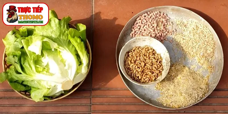 Chế độ dinh dưỡng cho gà biệt dưỡng tập trung ngũ cốc