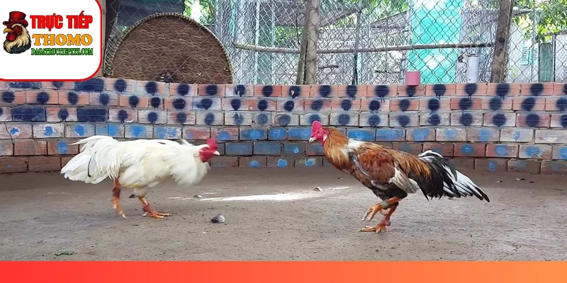 Chế độ dinh dưỡng giàu đạm giúp gà tơ vạm vỡ