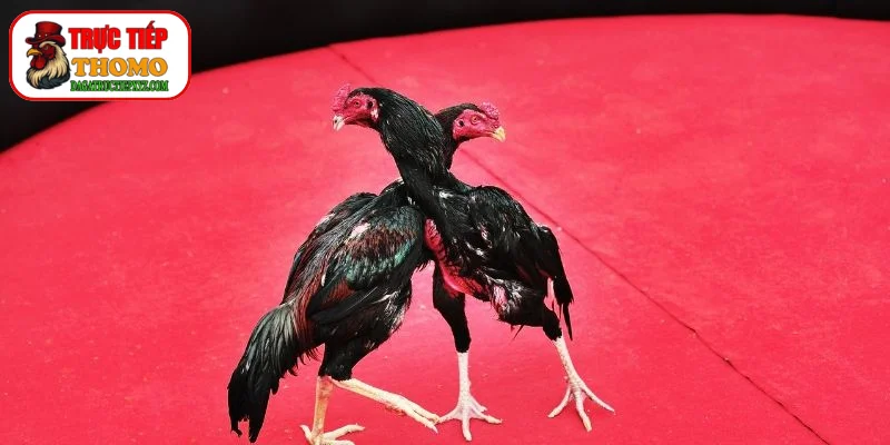 Công thức phối trộn dược liệu dân gian gia truyền