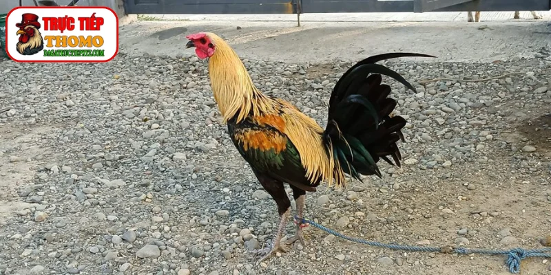 Dinh dưỡng khoa học cực kỳ quan trọng