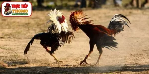 Kỹ thuật ép cân gà chọi