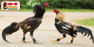 Kỹ thuật ôm đấm cho chiến kê