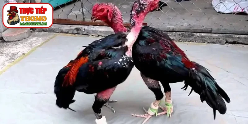 Lưu ý không om bóp trong thời gian quá lâu