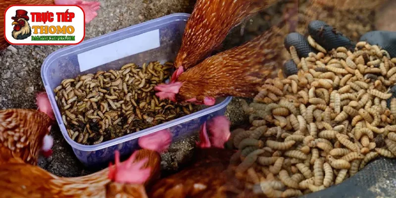 Nguồn đạm tươi cho gà chiến từ dế