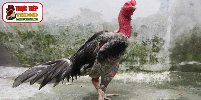 Phá kỹ thuật ôm đấm cần có chiến lược thông minh