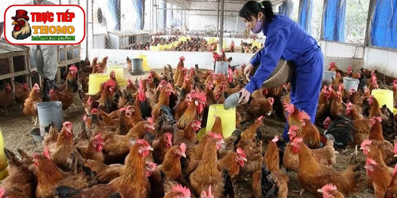 Phun thuốc sát trùng chuồng trại định kỳ