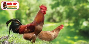 Phương pháp bảo tồn giống thuần chủng