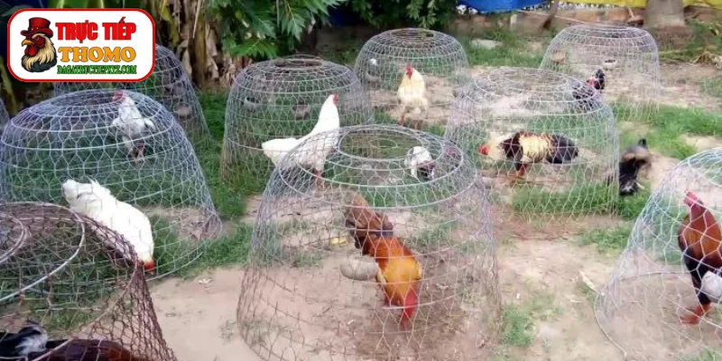 Phương pháp bảo tồn giống thuần chủng từ bố mẹ