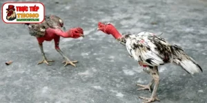 Phương pháp vần gà chọi tơ