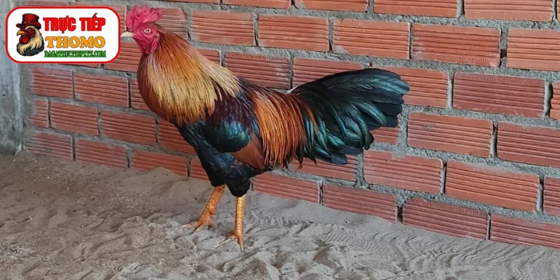 Quy trình phục hồi khoa học cho gà đá