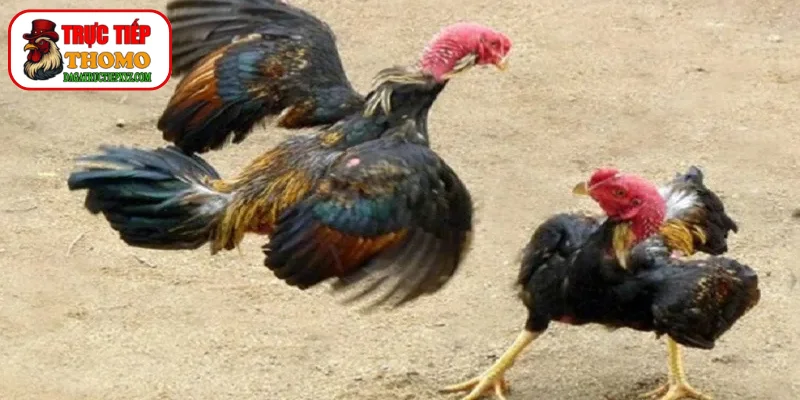 Sắc mặt đỏ hồng chứng tỏ chiến kê đáp ứng tốt