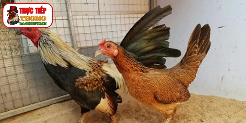 Thao tác làm sạch vòm họng chiến kê rất cần thiết