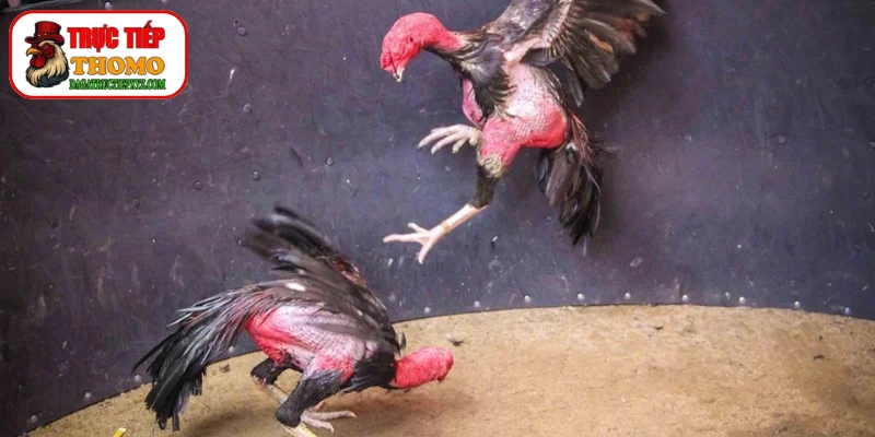 Vần hơi luôn được chủ kê quan tâm hàng đầu
