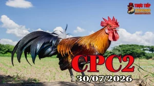 [Giải Gà CPC2] Clip đá gà trực tiếp CPC2 ngày 30072026 Full HD