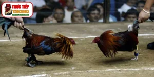 Cách cáp độ gà chọi