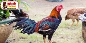 Cách chọn phom dáng chiến kê chuẩn