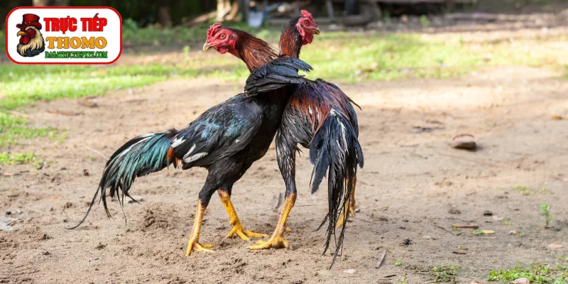 Cách chọn phom dáng chiến kê chuẩn nhất