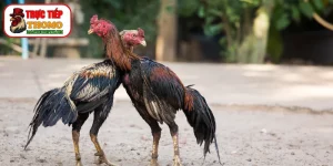 Cách làm thuốc bổ cho gà chọi