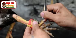 Cách mài cựa dao sắc bén cho gà Peru