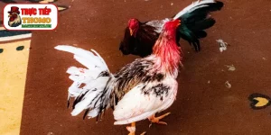 Cách tập phản xạ cho gà