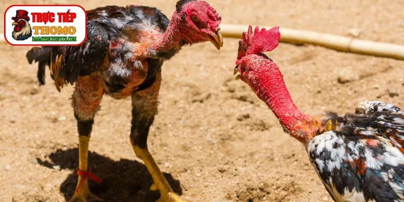 Chiêm ngưỡng đòn áp sát dứt điểm thần tốc