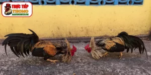 Đánh giá bản lĩnh gà chọi