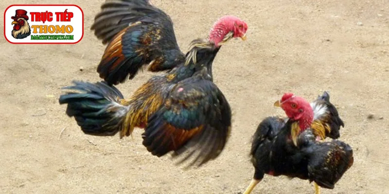 Dòng dõi bố mẹ là yếu tố quan trọng