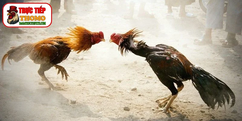 Kiểm tra độ sắc bén vũ khí trước giờ thi đấu