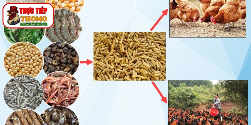 Kỹ thuật chăm sóc gà thay lông qua dinh dưỡng